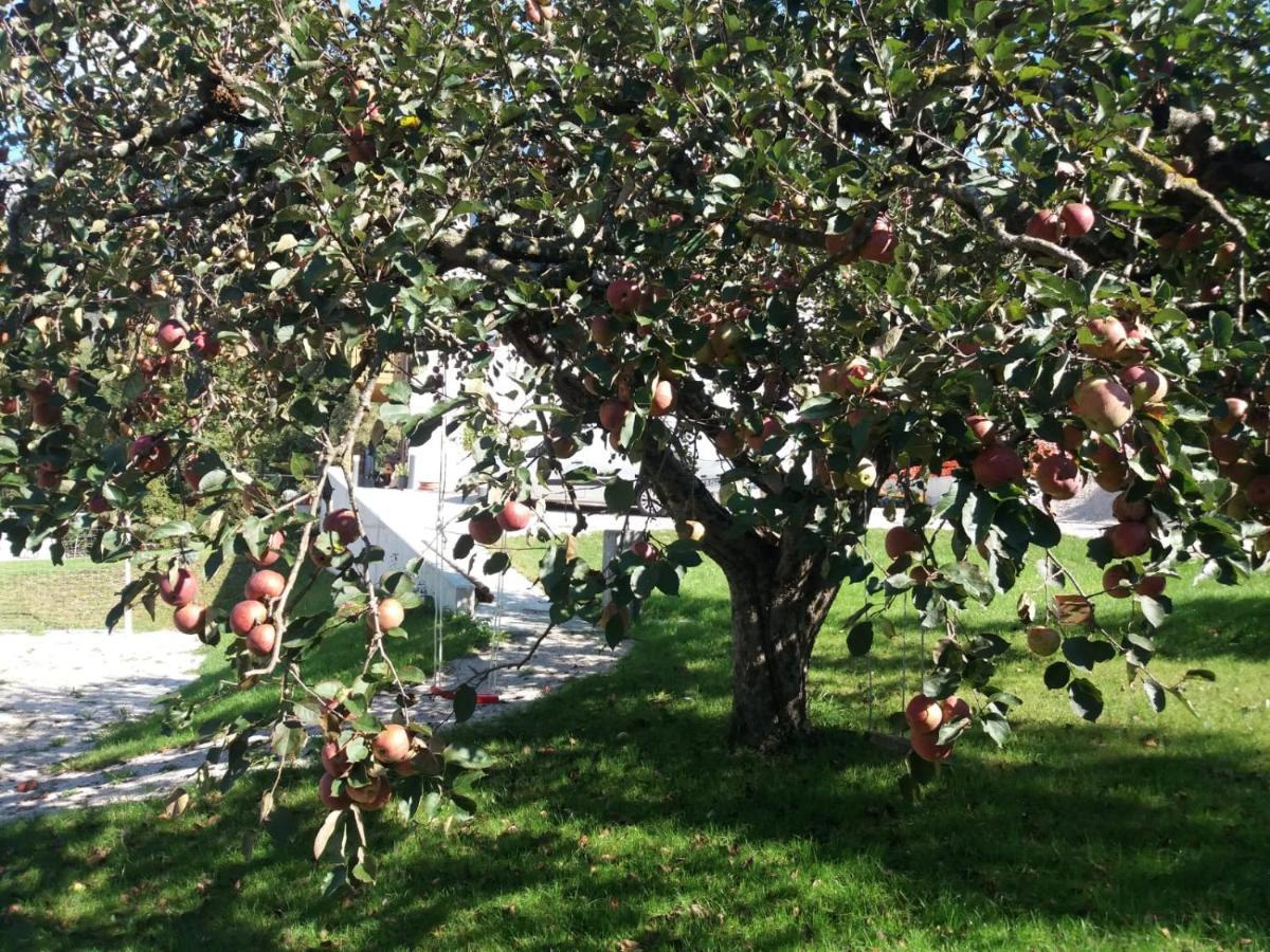Antico Melo Vignole